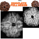 Premium 4 Mukhi & 5 Mukhi Rudraksha Nepal Combo Necklace | Certified Natural Beads for Knowledge, Peace & Spiritual Growth