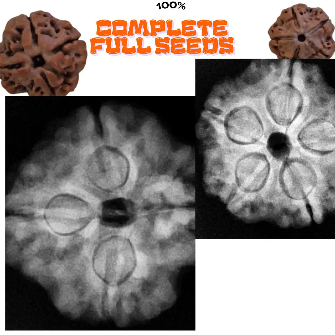 Premium 4 Mukhi & 5 Mukhi Rudraksha Nepal Combo Necklace | Certified Natural Beads for Knowledge, Peace & Spiritual Growth