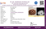 Rudravishnu 4 Mukhi Nepal Rudraksha (20–22mm) | X-Ray Certified Natural Chaar Mukhi Bead
