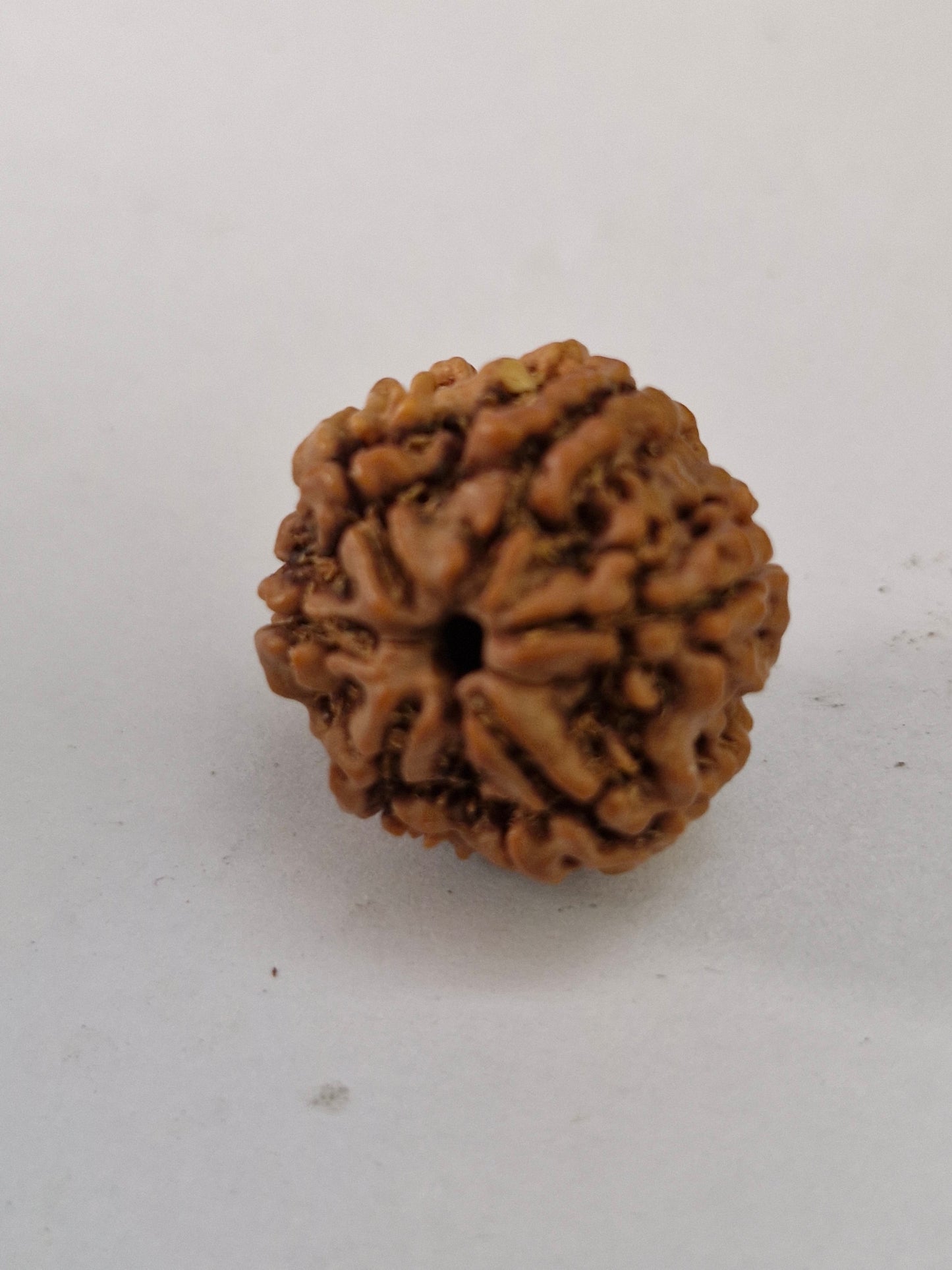 Rudravishnu 6 Mukhi Nepal Rudraksha | Natural & Untreated | X-Ray Certified Six Faced Rudraksha Bead (20–22mm)