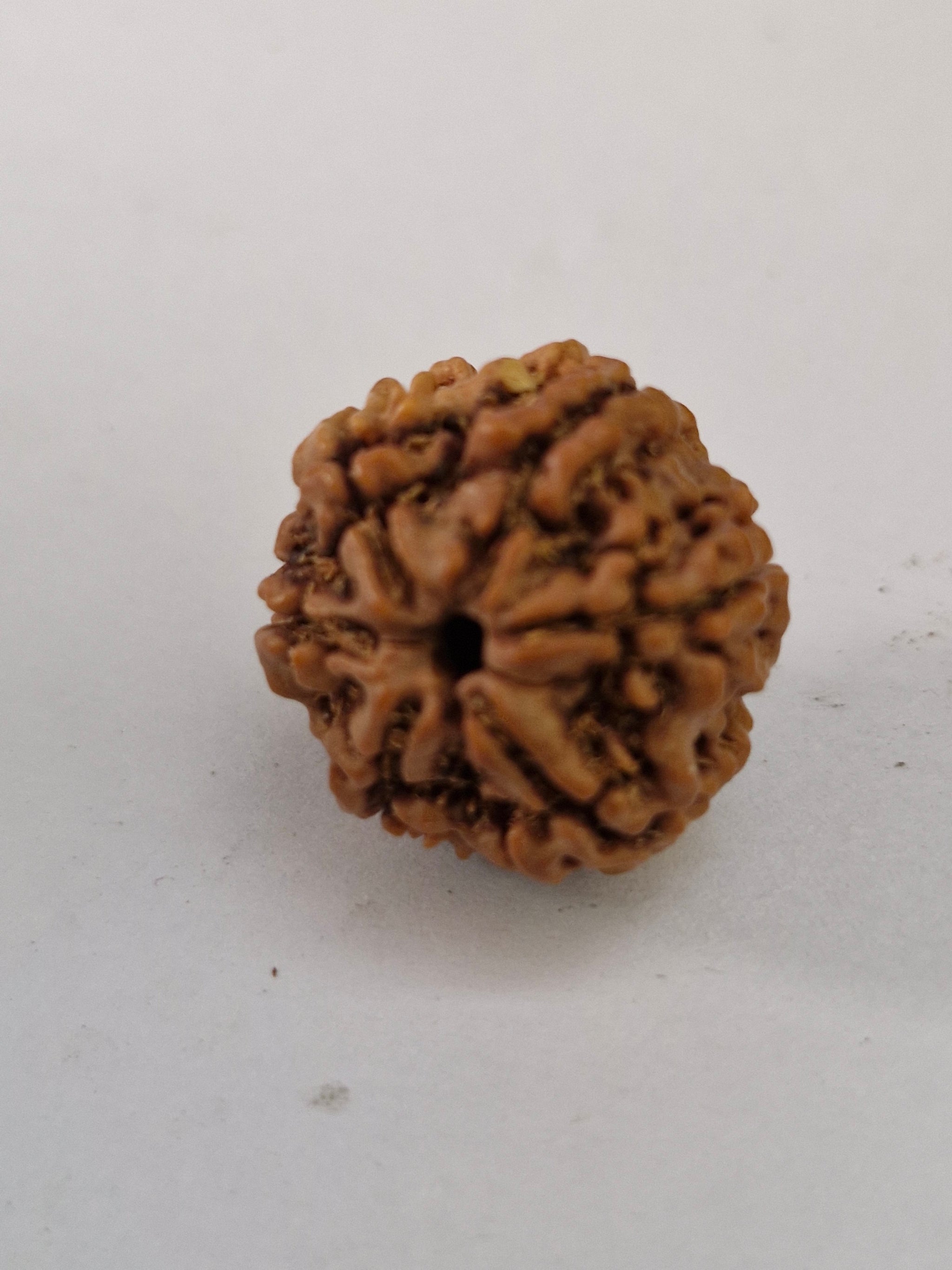 Rudravishnu 6 Mukhi Nepal Rudraksha | Natural & Untreated | X-Ray Certified Six Faced Rudraksha Bead (20–22mm)