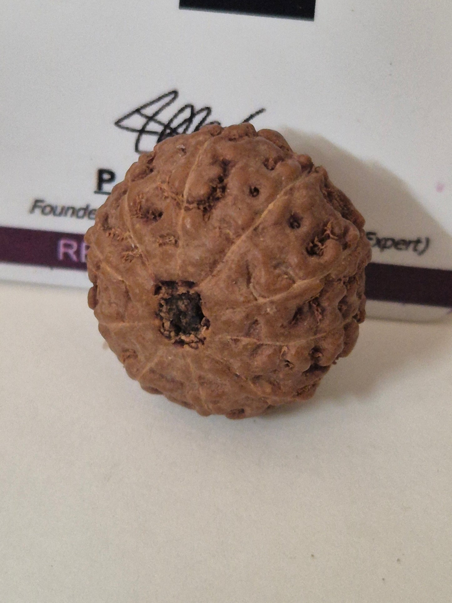 Rudravishnu 10 Mukhi Indonesian Rudraksha – Natural Dashmukhi | X-Ray Certified | Protection & Peace