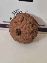Rudravishnu 10 Mukhi Indonesian Rudraksha – Natural Dashmukhi | X-Ray Certified | Protection & Peace