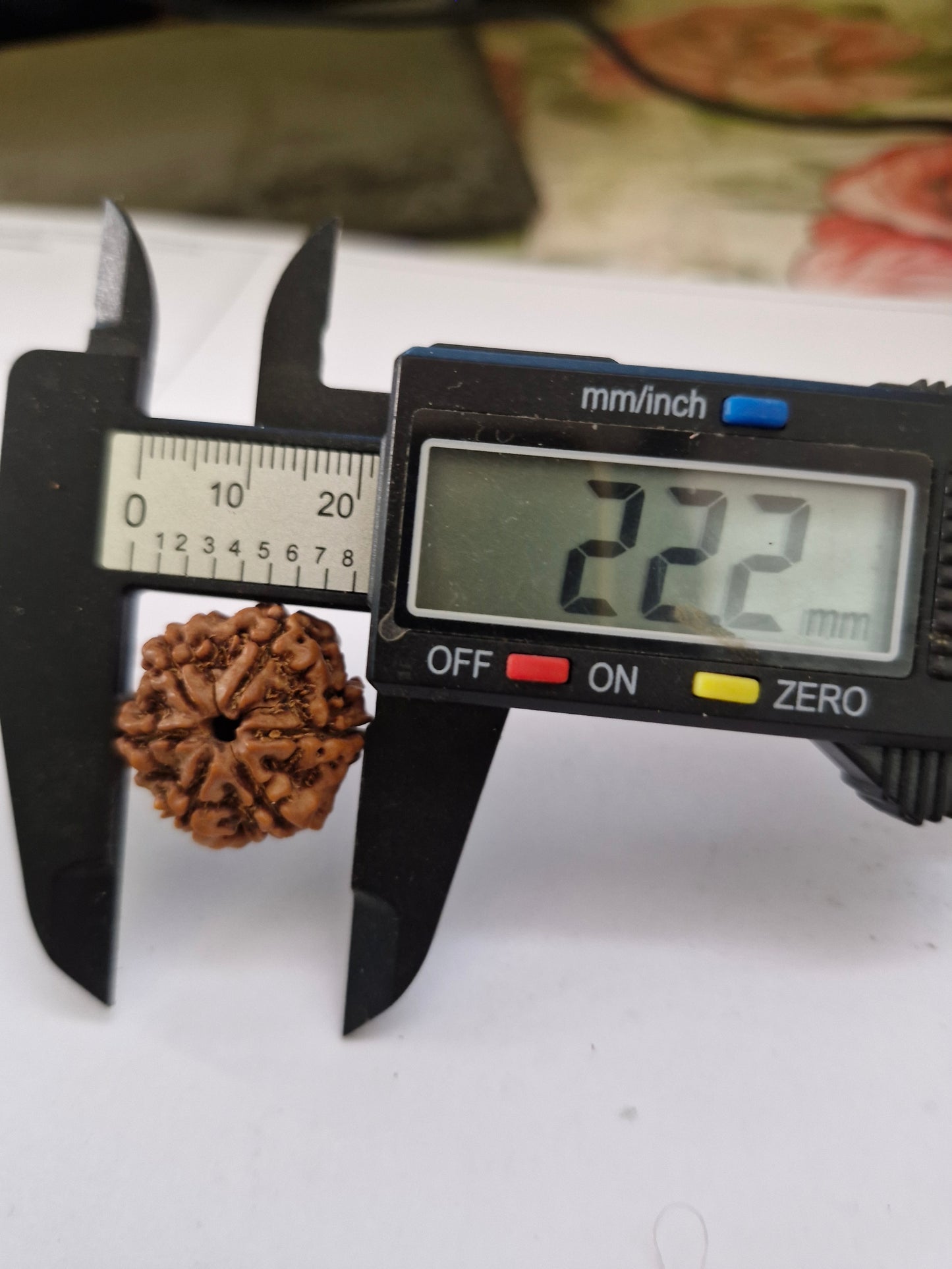 Rudravishnu 6 Mukhi Nepal Rudraksha | Natural & Untreated | X-Ray Certified Six Faced Rudraksha Bead (20–22mm)