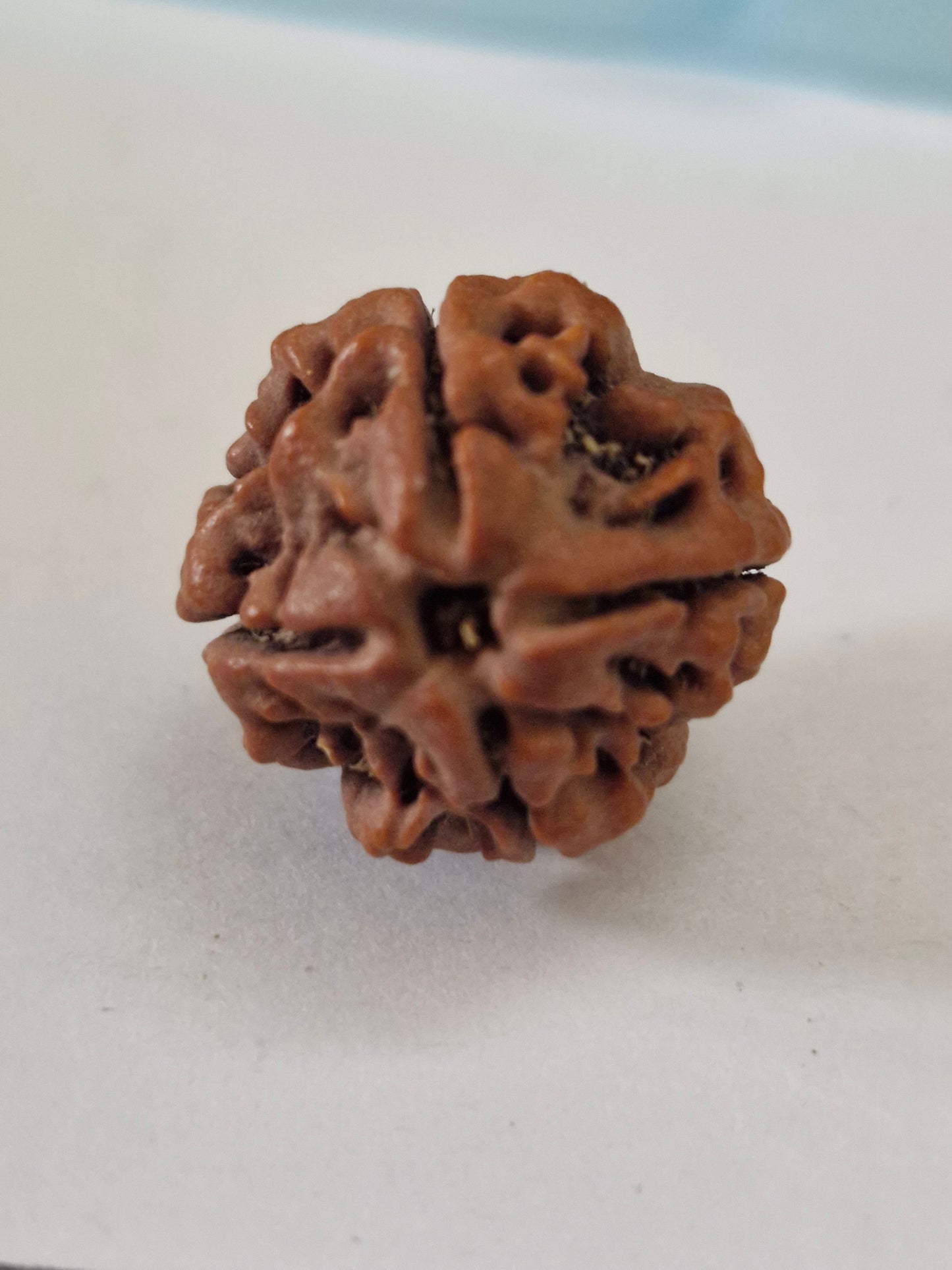 Rudravishnu 4 Mukhi Nepal Rudraksha (20–22mm) | X-Ray Certified Natural Chaar Mukhi Bead