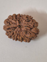 11 Mukhi Rudraksha – Original Natural Eleven Faced Rudraksha for Courage, Protection & Spiritual Power