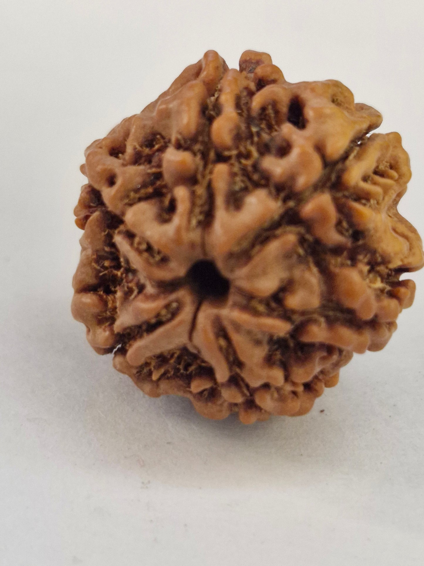 Rudravishnu 6 Mukhi Nepal Rudraksha | Natural & Untreated | X-Ray Certified Six Faced Rudraksha Bead (20–22mm)