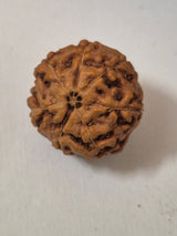 7 Mukhi Indonesian Rudraksha 16mm+ | Natural Seven Faced Rudraksha Bead for Wealth & Prosperity
