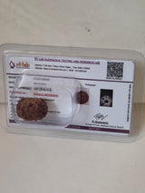 9 Mukhi Rudraksha Indonesian 16mm+ Natural Bead | X-Ray Certified Original