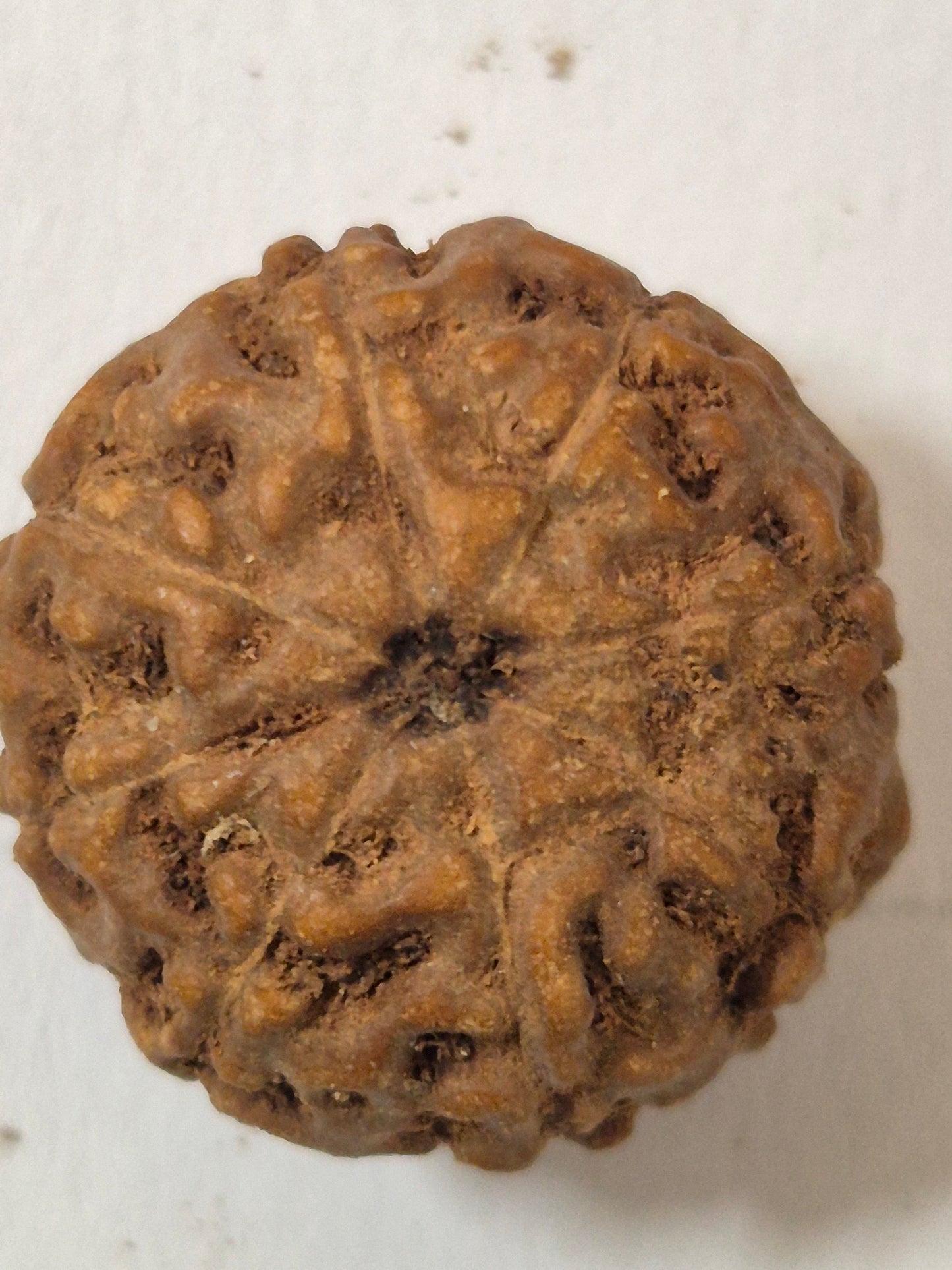 Rudravishnu 8 Mukhi Indonesian Rudraksha (16mm) | Natural Eight Faced Rudraksha with X-Ray Certificate
