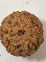 Rudravishnu 8 Mukhi Indonesian Rudraksha (16mm) | Natural Eight Faced Rudraksha with X-Ray Certificate
