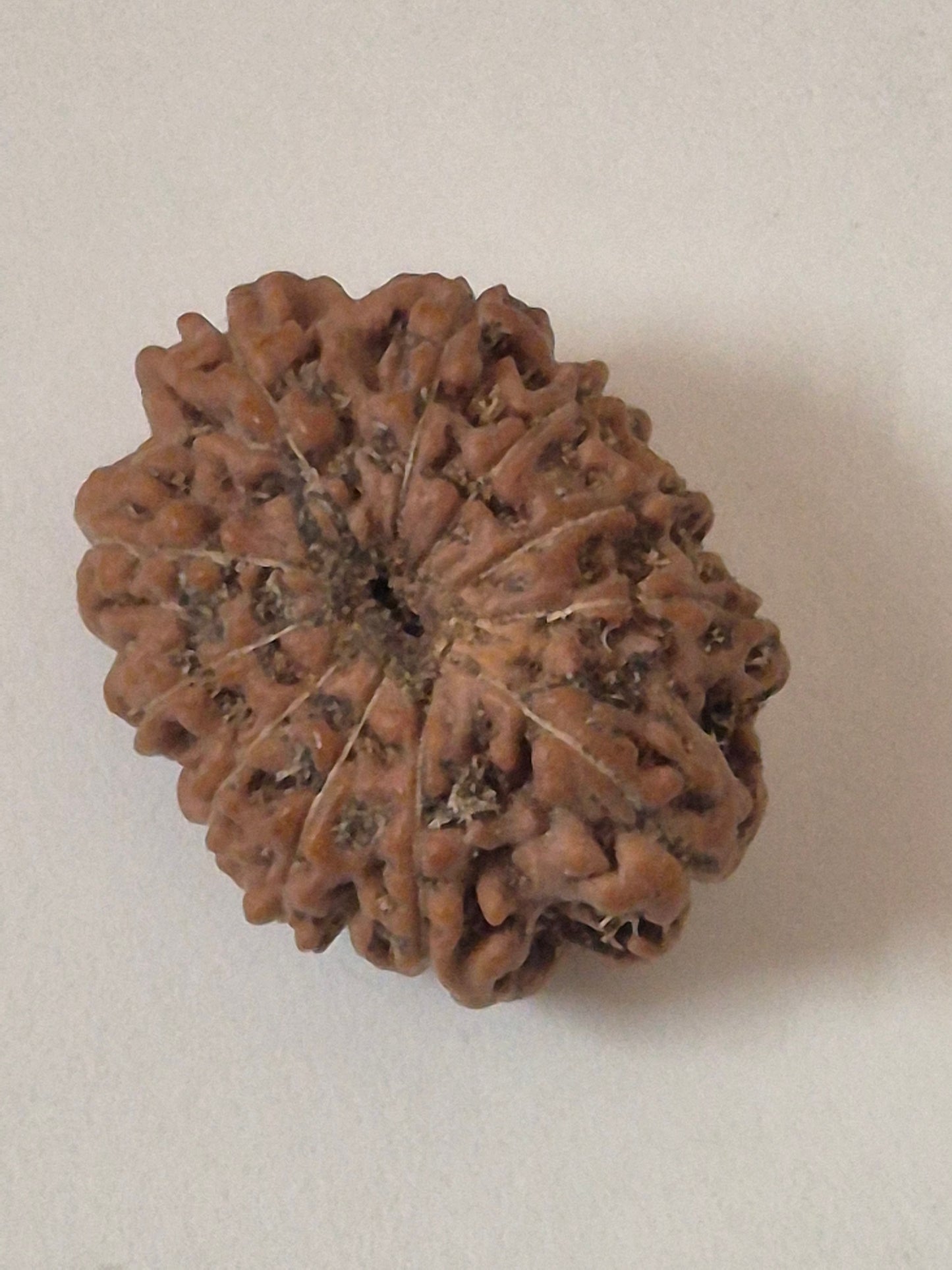 11 Mukhi Rudraksha – Original Natural Eleven Faced Rudraksha for Courage, Protection & Spiritual Power