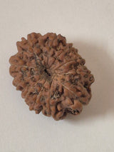 11 Mukhi Rudraksha – Original Natural Eleven Faced Rudraksha for Courage, Protection & Spiritual Power