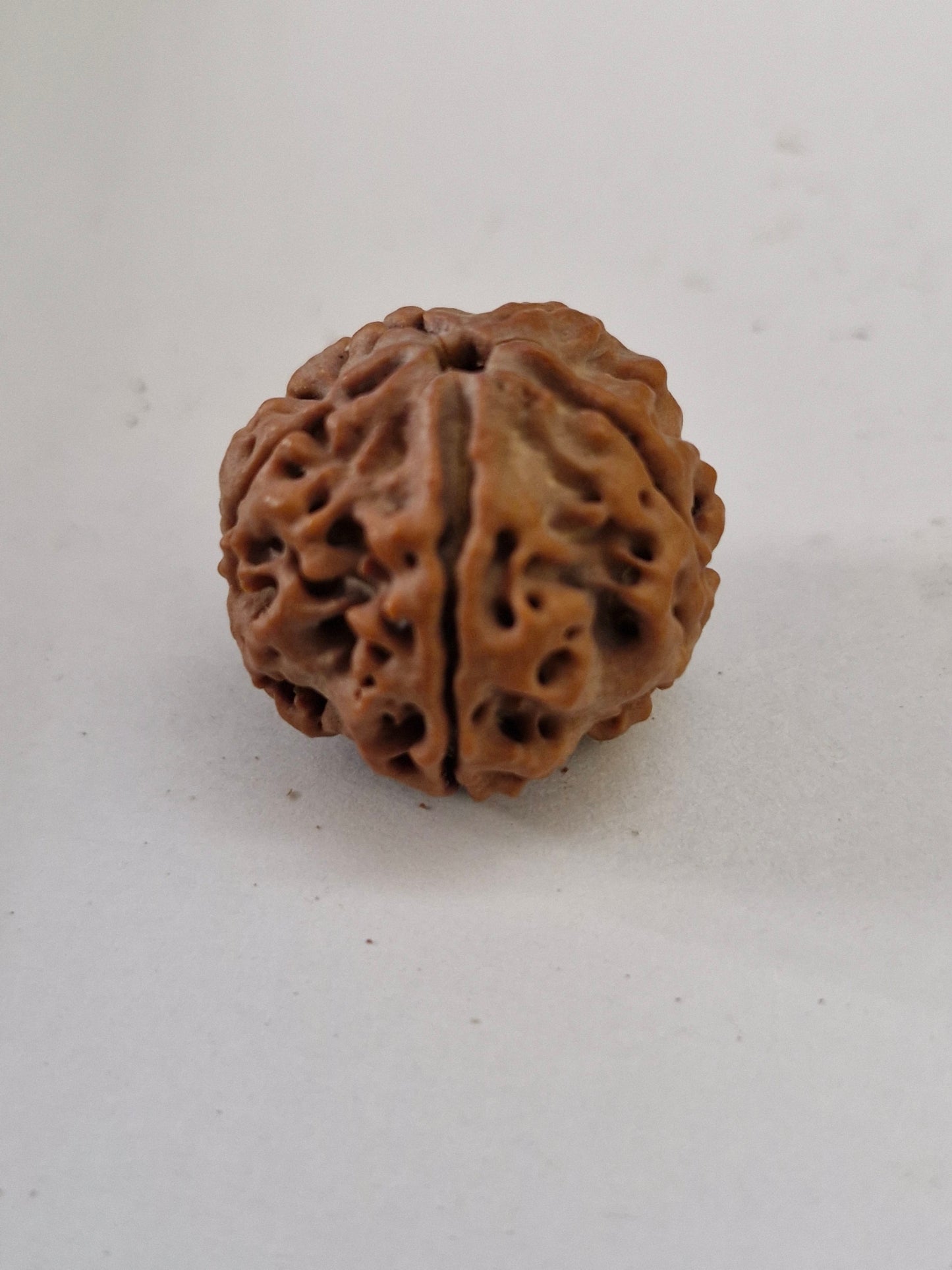 Original 5 Mukhi Rudraksha from Nepal 20mm+ | X-Ray Certified Panchmukhi Bead