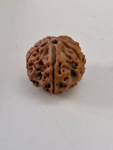 Original 5 Mukhi Rudraksha from Nepal 20mm+ | X-Ray Certified Panchmukhi Bead