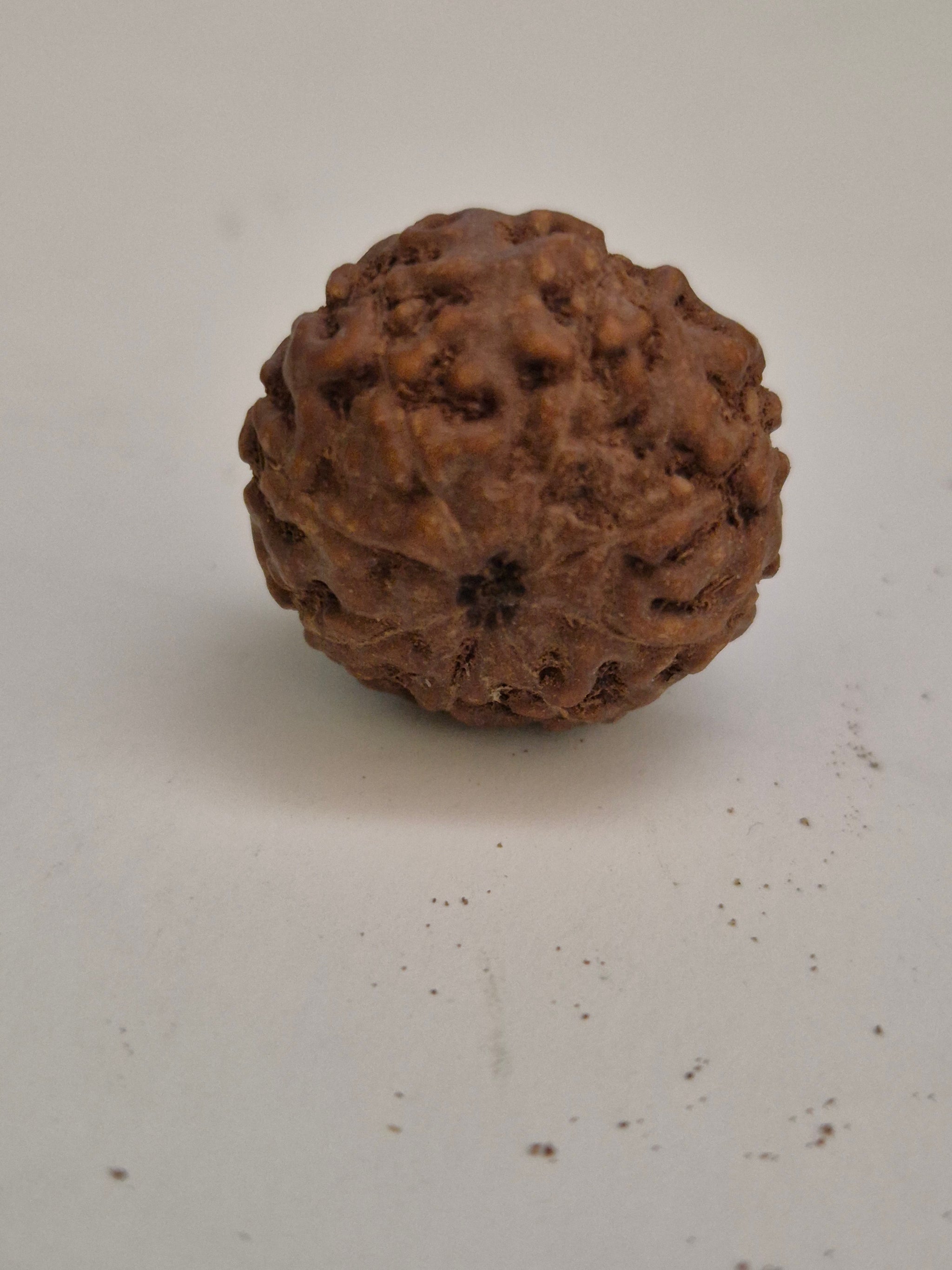 Rudravishnu 8 Mukhi Indonesian Rudraksha (16mm) | Natural Eight Faced Rudraksha with X-Ray Certificate
