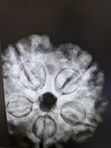 Original 5 Mukhi Rudraksha from Nepal 20mm+ | X-Ray Certified Panchmukhi Bead