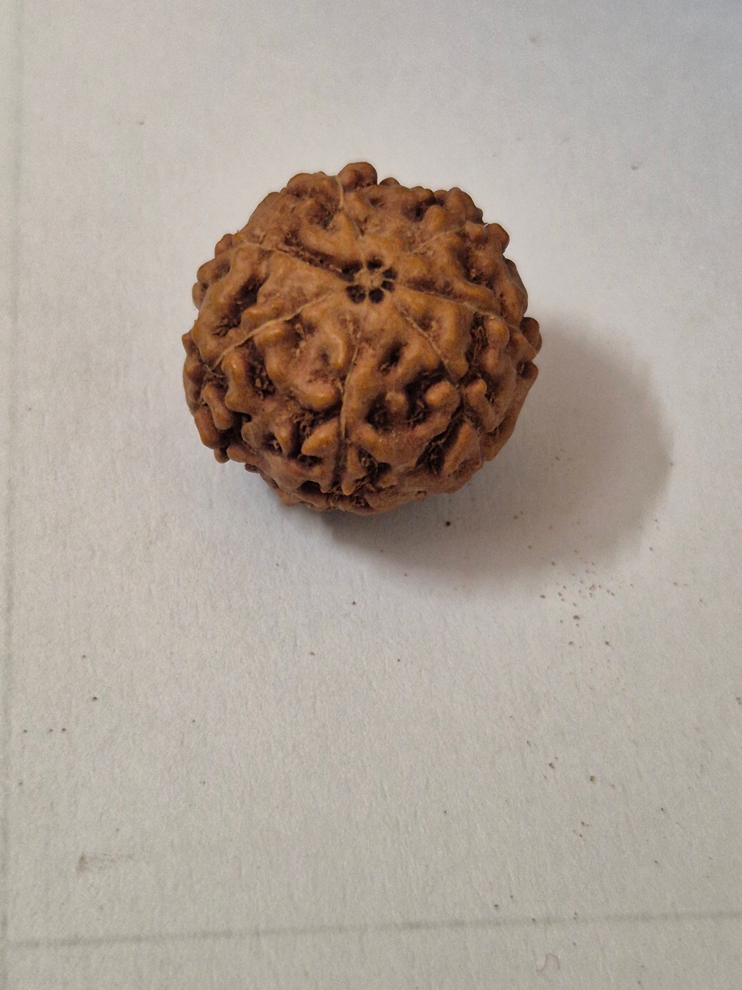 7 Mukhi Indonesian Rudraksha 16mm+ | Natural Seven Faced Rudraksha Bead for Wealth & Prosperity