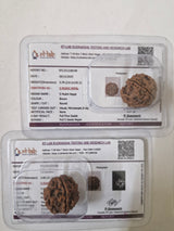 Premium 4 Mukhi & 5 Mukhi Rudraksha Nepal Combo Necklace | Certified Natural Beads for Knowledge, Peace & Spiritual Growth