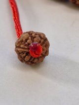 Rudravishnu 5 Mukhi Indonesian Rudraksha Bracelet (8–10mm) | Natural Beads | Sample Beads Included | X-Ray Certified