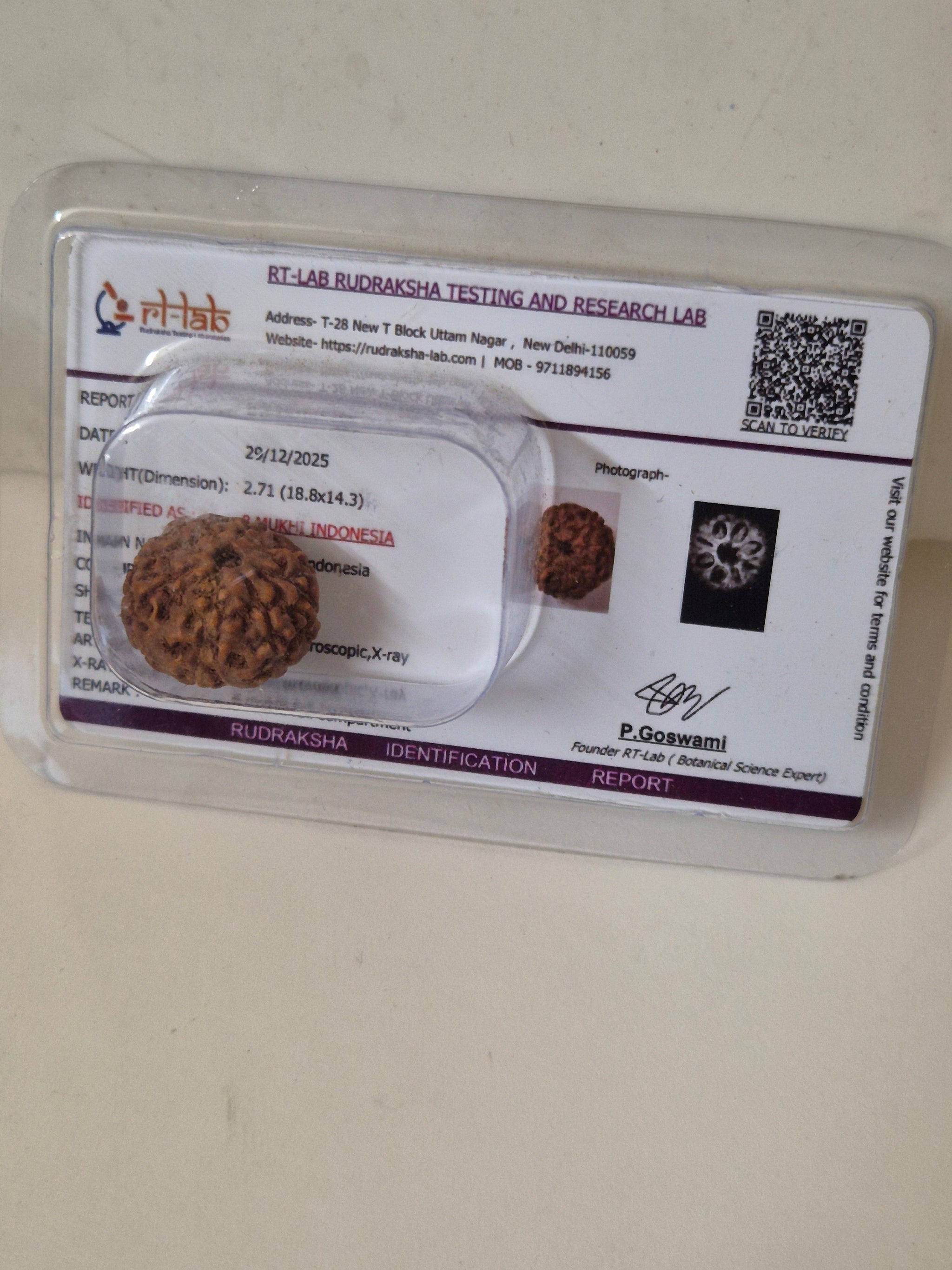 Rudravishnu 8 Mukhi Indonesian Rudraksha (16mm) | Natural Eight Faced Rudraksha with X-Ray Certificate