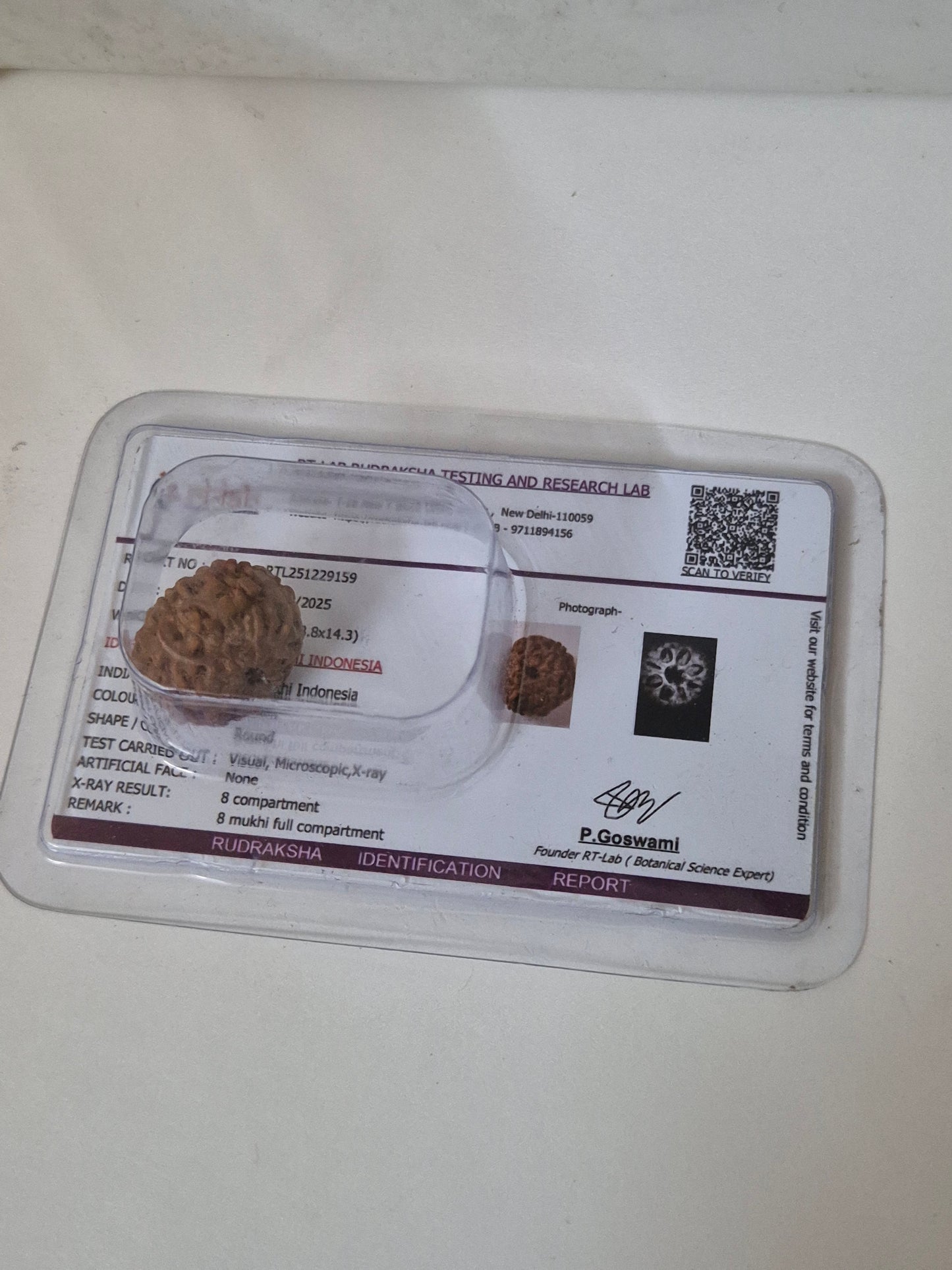 Rudravishnu 8 Mukhi Indonesian Rudraksha (16mm) | Natural Eight Faced Rudraksha with X-Ray Certificate