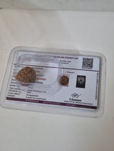Rudravishnu 8 Mukhi Indonesian Rudraksha (16mm) | Natural Eight Faced Rudraksha with X-Ray Certificate