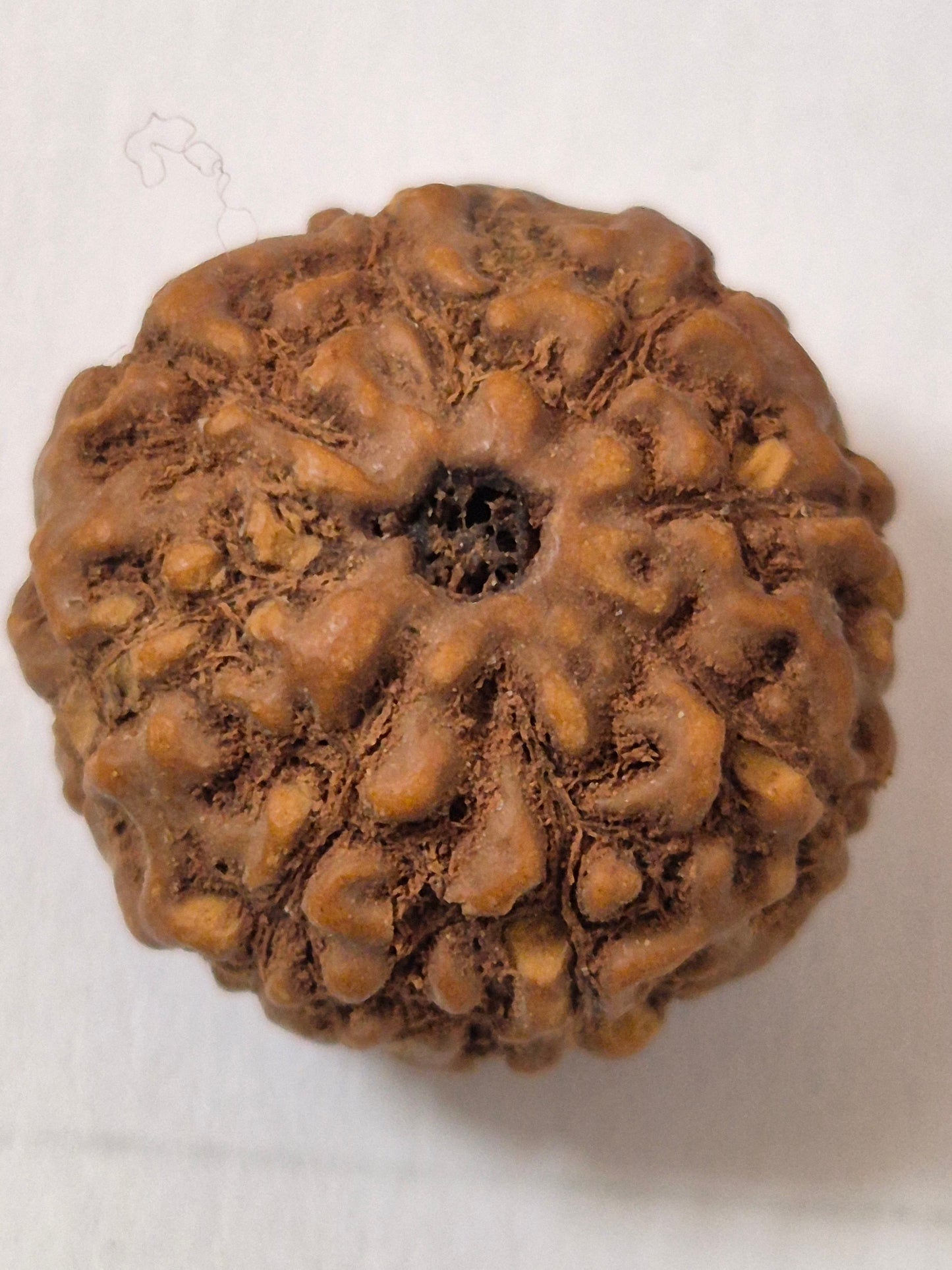 Rudravishnu 8 Mukhi Indonesian Rudraksha (16mm) | Natural Eight Faced Rudraksha with X-Ray Certificate