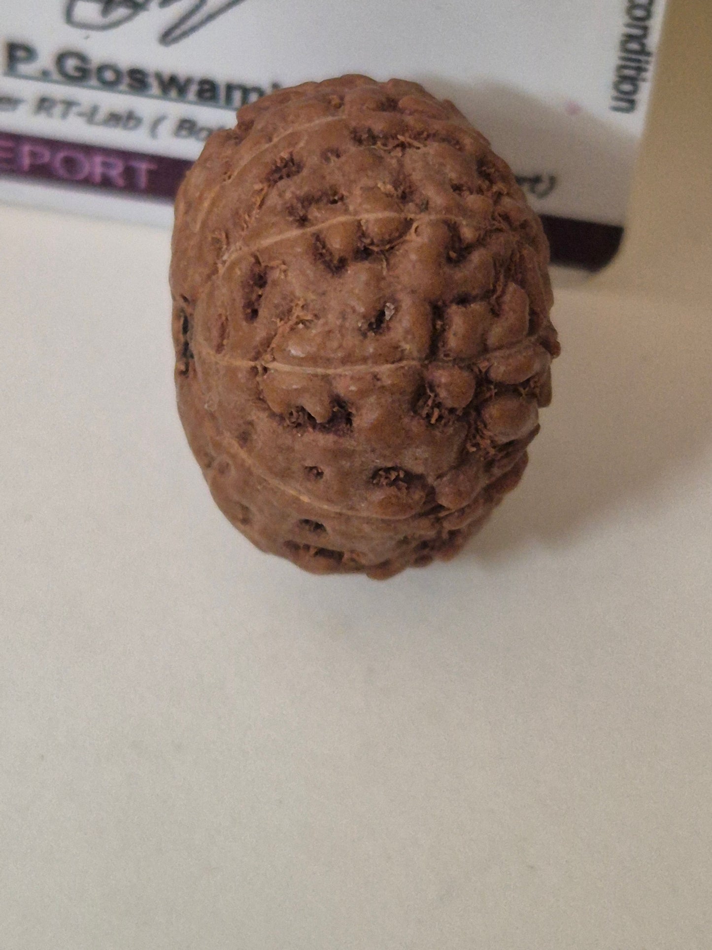 Rudravishnu 10 Mukhi Indonesian Rudraksha – Natural Dashmukhi | X-Ray Certified | Protection & Peace