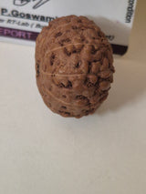 Rudravishnu 10 Mukhi Indonesian Rudraksha – Natural Dashmukhi | X-Ray Certified | Protection & Peace