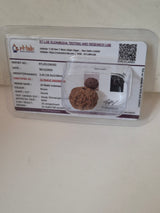 Rudravishnu 10 Mukhi Indonesian Rudraksha – Natural Dashmukhi | X-Ray Certified | Protection & Peace