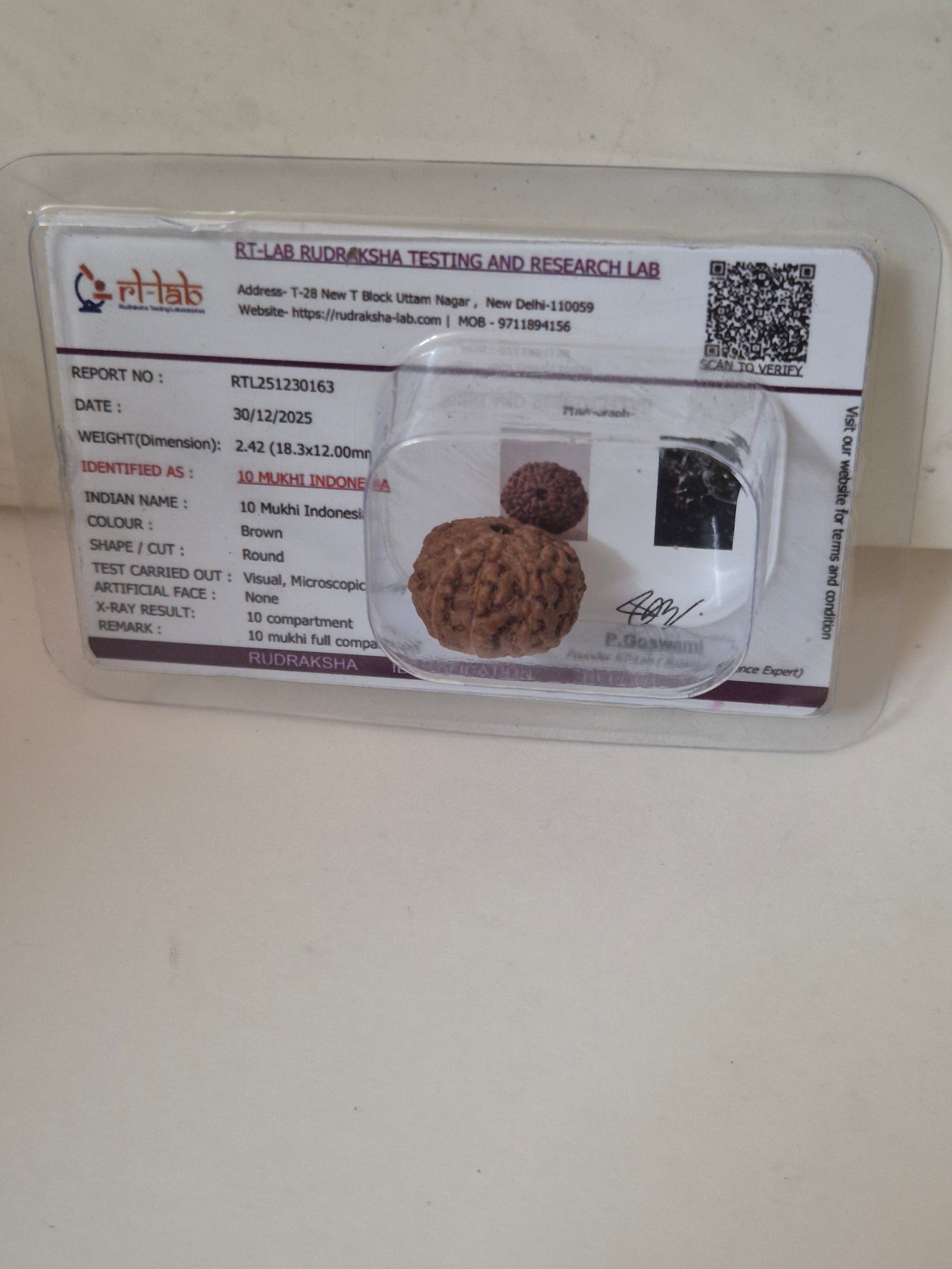 Rudravishnu 10 Mukhi Indonesian Rudraksha – Natural Dashmukhi | X-Ray Certified | Protection & Peace