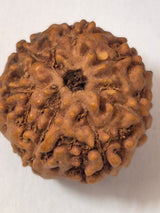 7 Mukhi Indonesian Rudraksha 16mm+ | Natural Seven Faced Rudraksha Bead for Wealth & Prosperity