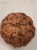 9 Mukhi Rudraksha Indonesian 16mm+ Natural Bead | X-Ray Certified Original