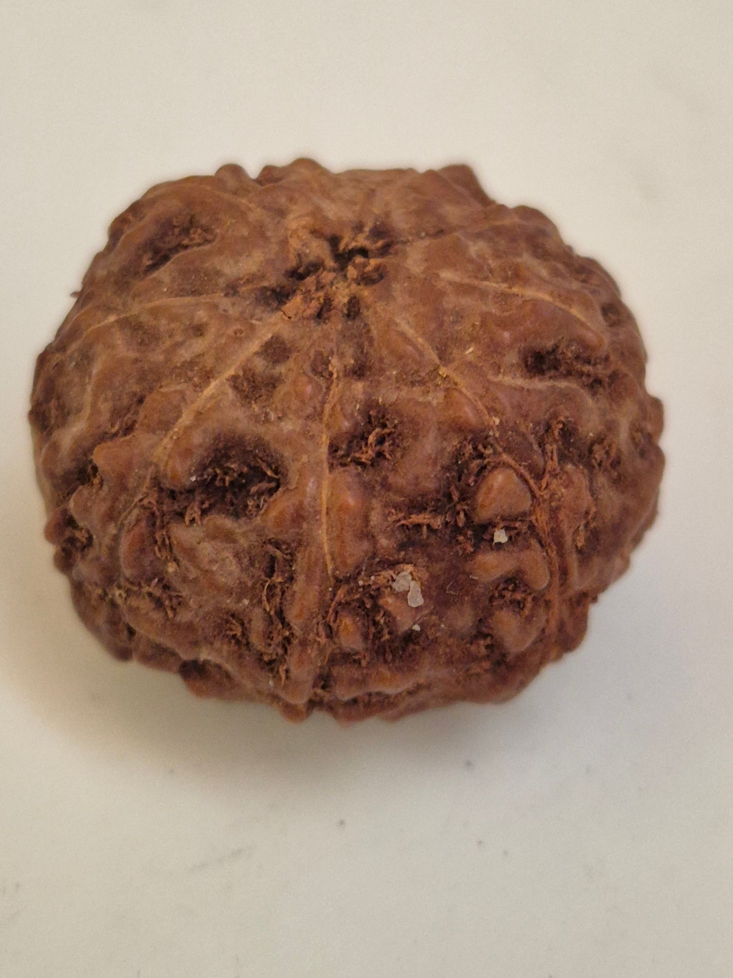 9 Mukhi Rudraksha Indonesian 16mm+ Natural Bead | X-Ray Certified Original
