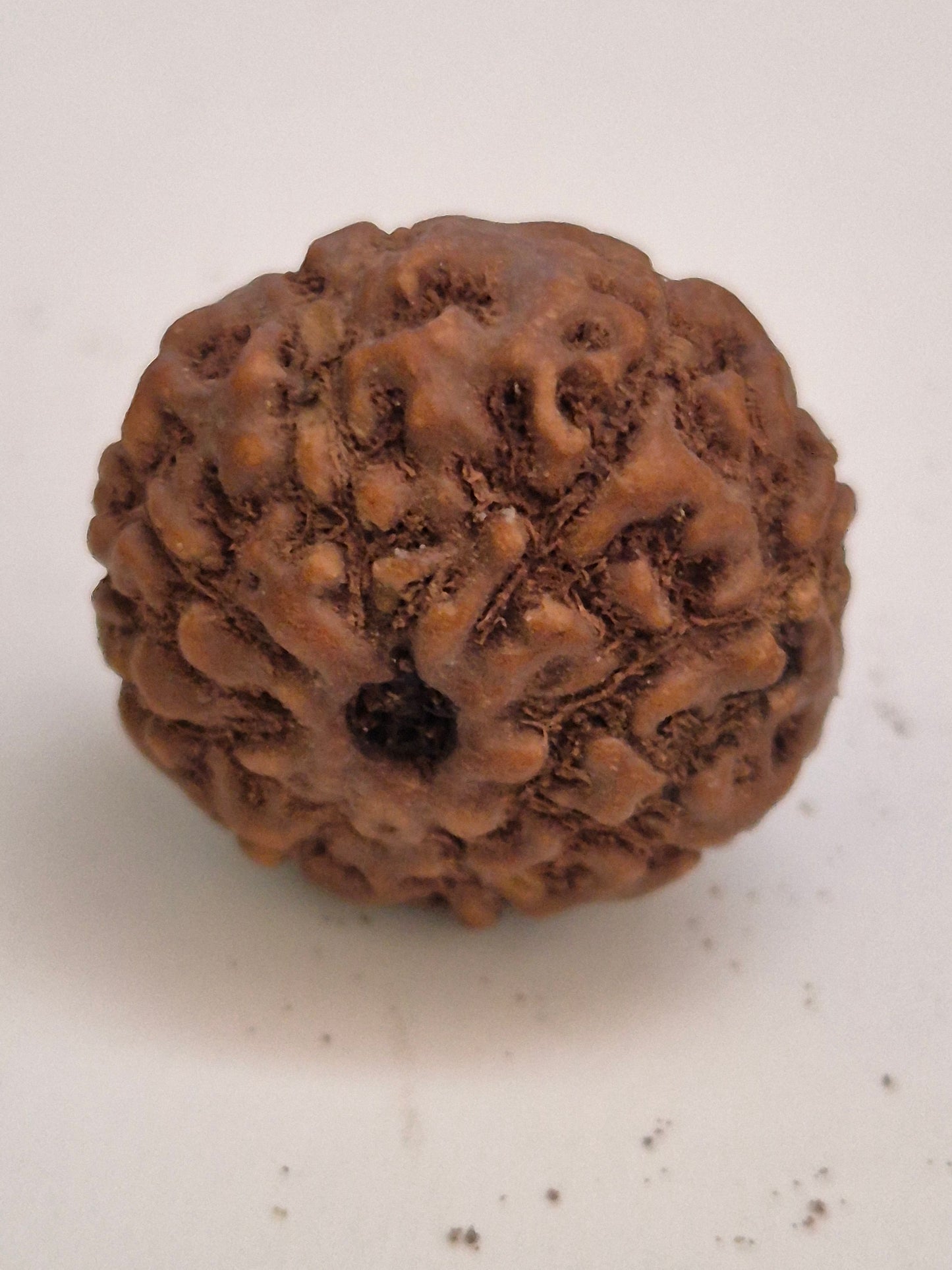 Rudravishnu 8 Mukhi Indonesian Rudraksha (16mm) | Natural Eight Faced Rudraksha with X-Ray Certificate