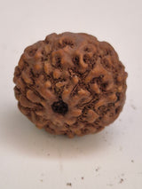 Rudravishnu 8 Mukhi Indonesian Rudraksha (16mm) | Natural Eight Faced Rudraksha with X-Ray Certificate