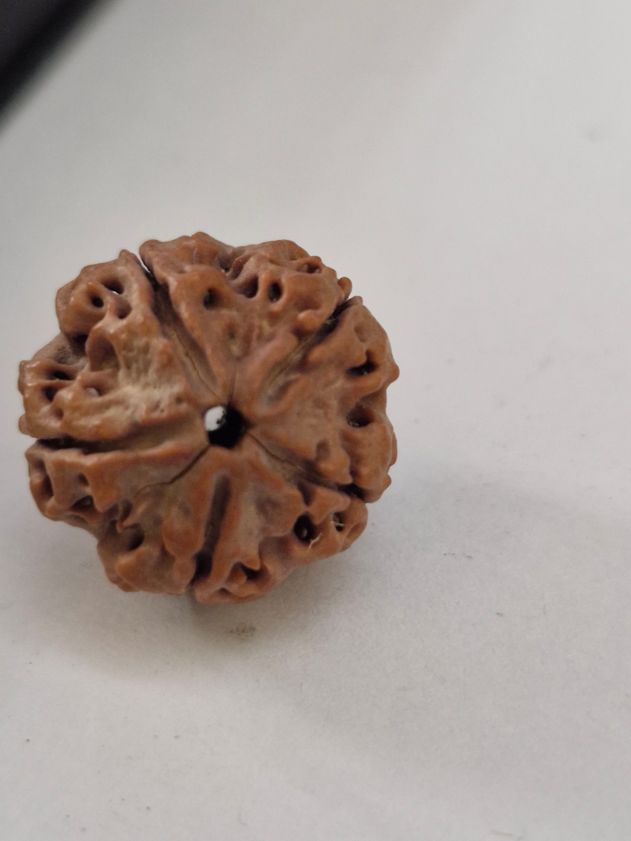 Original 5 Mukhi Rudraksha from Nepal 20mm+ | X-Ray Certified Panchmukhi Bead