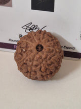 Rudravishnu 10 Mukhi Indonesian Rudraksha – Natural Dashmukhi | X-Ray Certified | Protection & Peace