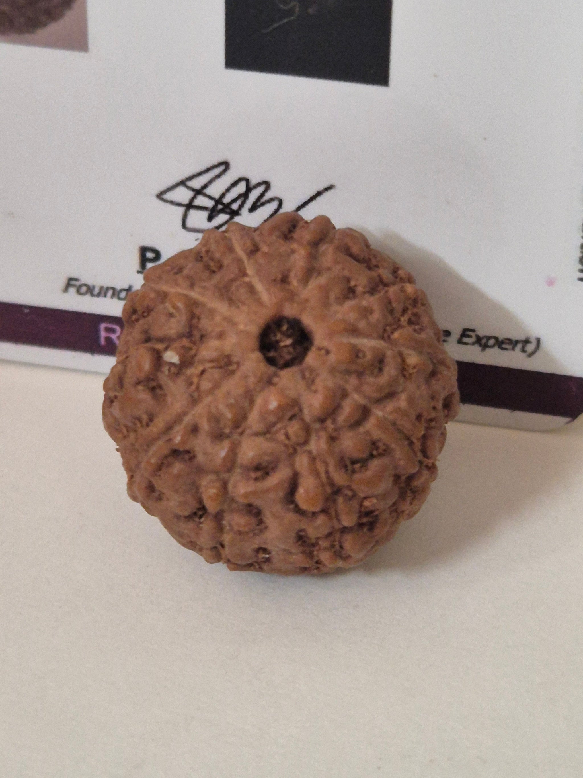Rudravishnu 10 Mukhi Indonesian Rudraksha – Natural Dashmukhi | X-Ray Certified | Protection & Peace