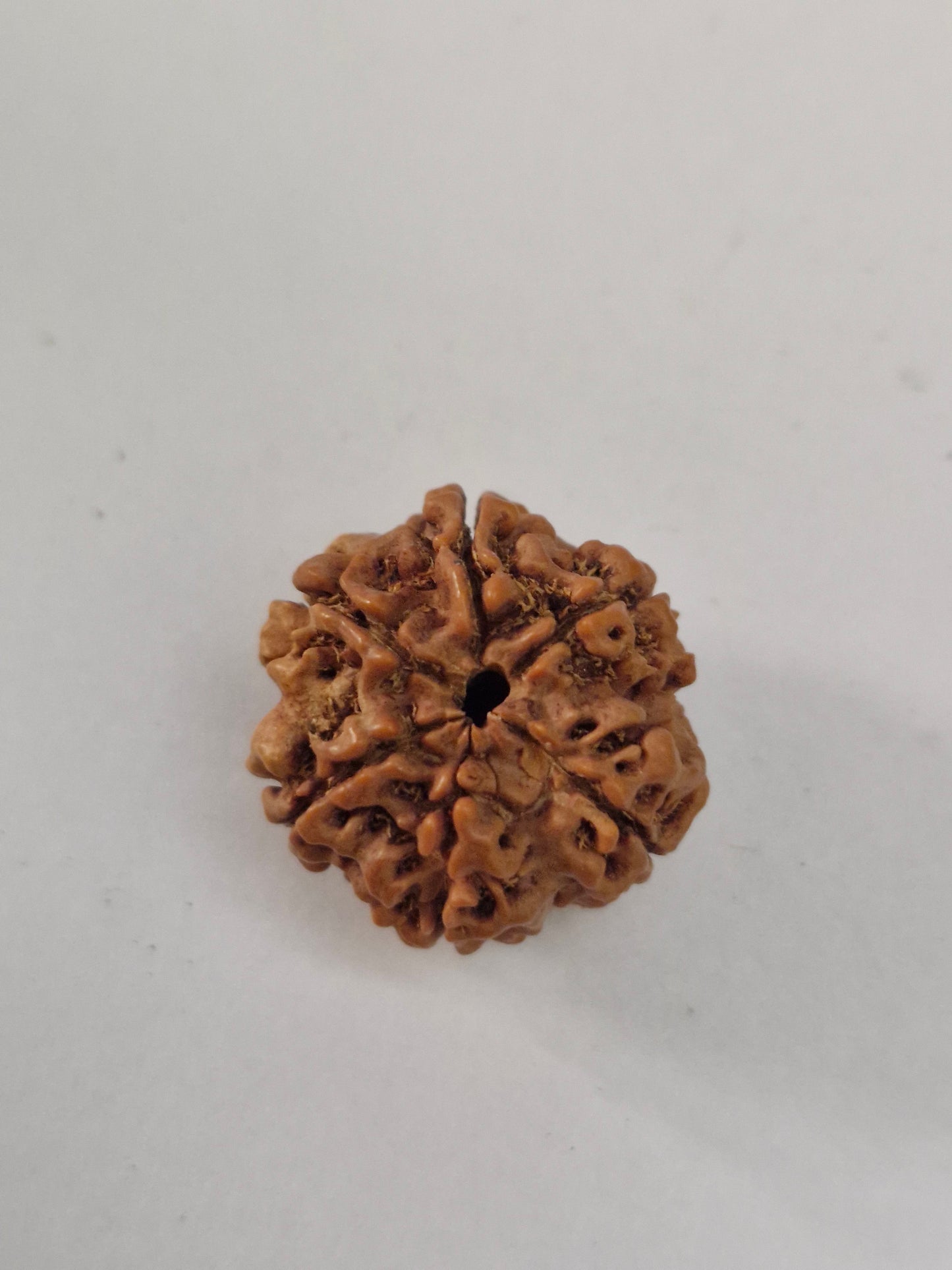 Rudravishnu 6 Mukhi Nepal Rudraksha | Natural & Untreated | X-Ray Certified Six Faced Rudraksha Bead (20–22mm)