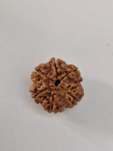 Rudravishnu 6 Mukhi Nepal Rudraksha | Natural & Untreated | X-Ray Certified Six Faced Rudraksha Bead (20–22mm)