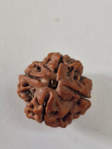 Rudravishnu 4 Mukhi Nepal Rudraksha (20–22mm) | X-Ray Certified Natural Chaar Mukhi Bead