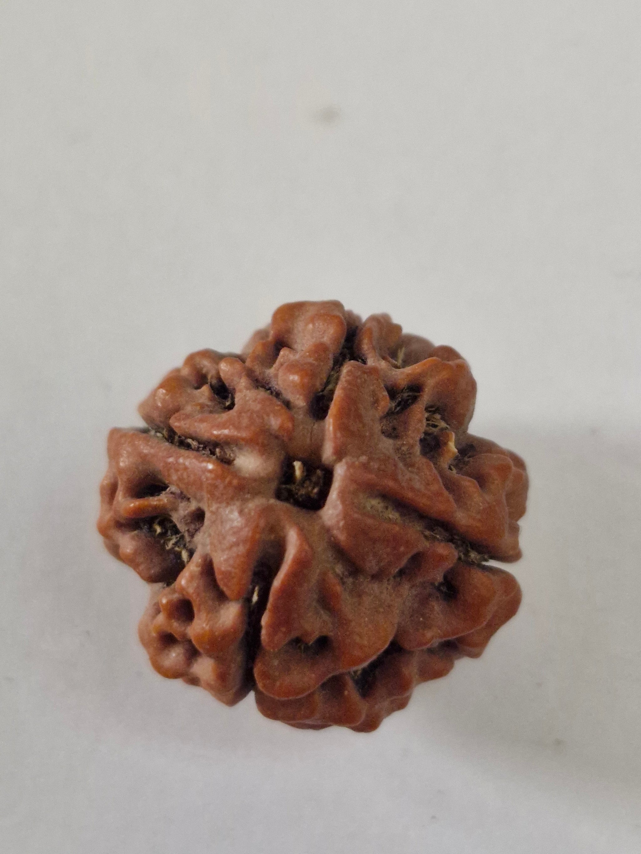 Rudravishnu 4 Mukhi Nepal Rudraksha (20–22mm) | X-Ray Certified Natural Chaar Mukhi Bead