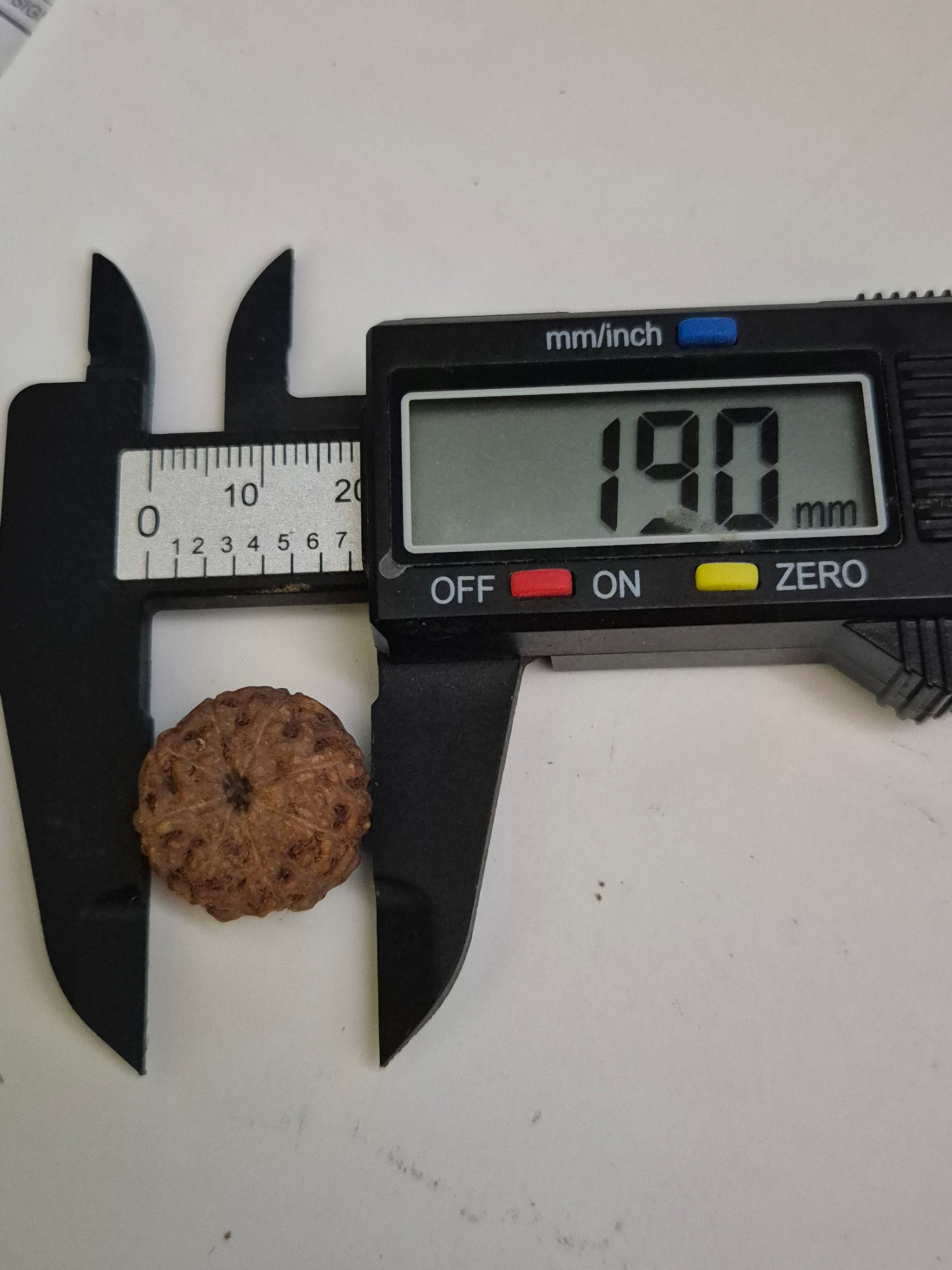 Rudravishnu 8 Mukhi Indonesian Rudraksha (16mm) | Natural Eight Faced Rudraksha with X-Ray Certificate