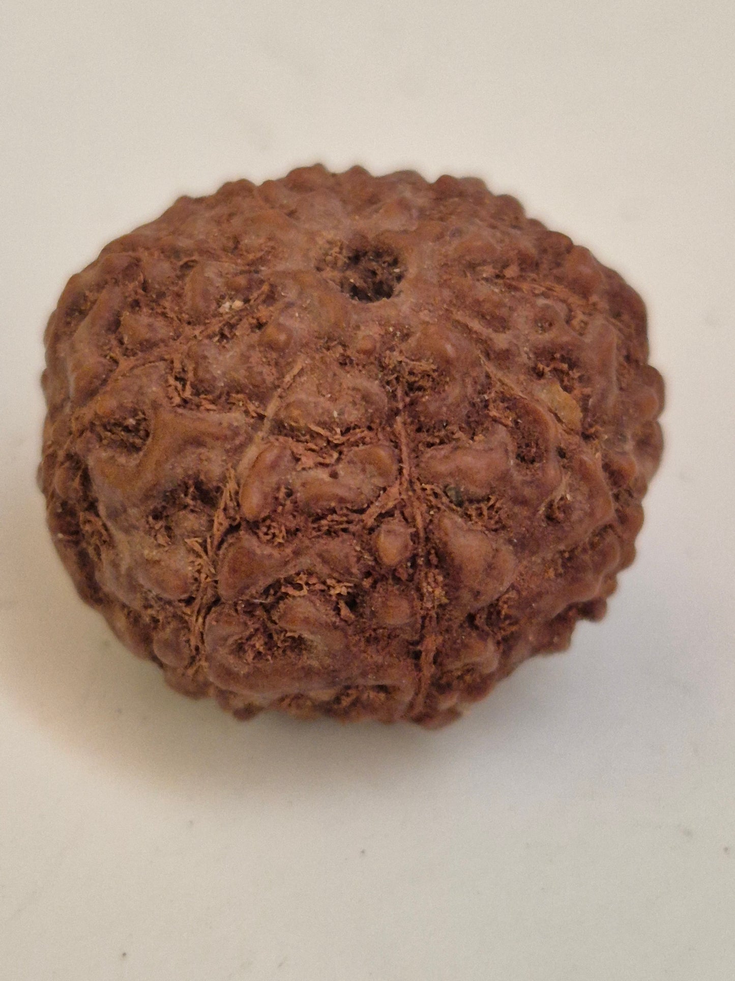 9 Mukhi Rudraksha Indonesian 16mm+ Natural Bead | X-Ray Certified Original