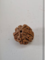 Original 5 Mukhi Rudraksha from Nepal 20mm+ | X-Ray Certified Panchmukhi Bead