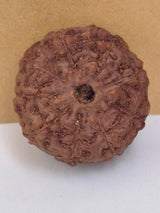 9 Mukhi Rudraksha Indonesian 16mm+ Natural Bead | X-Ray Certified Original