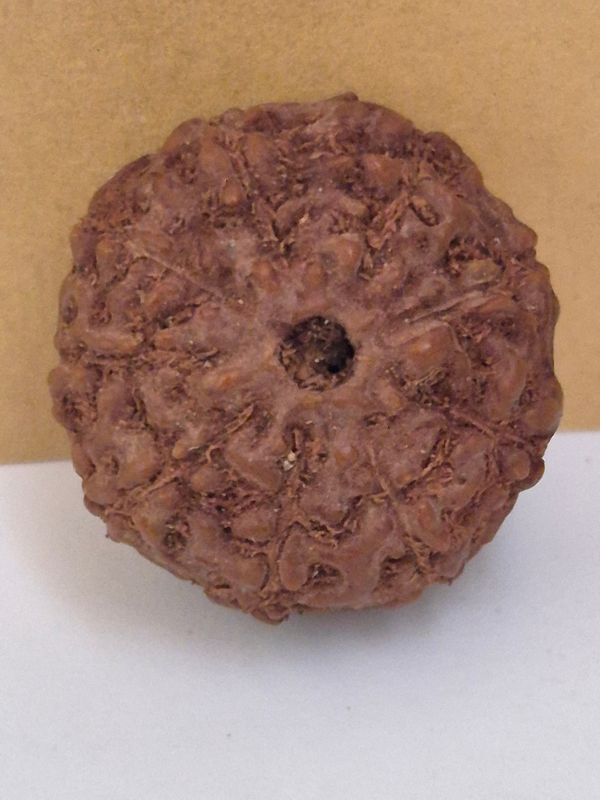 9 Mukhi Rudraksha Indonesian 16mm+ Natural Bead | X-Ray Certified Original