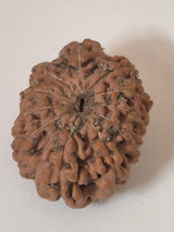 11 Mukhi Rudraksha – Original Natural Eleven Faced Rudraksha for Courage, Protection & Spiritual Power